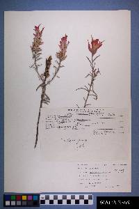 Castilleja integra image